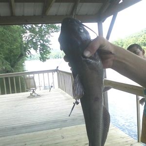 Meet your Posher, Evangeline